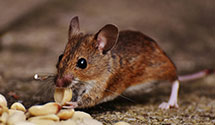 24 Hour & Emergency Exterminators in Greenbackville, VA